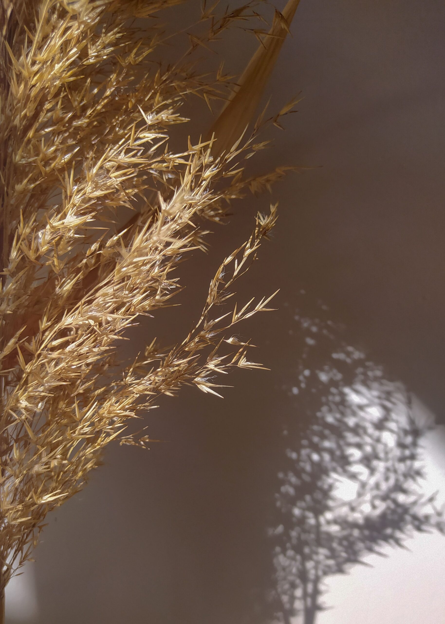Phragmites australis – foto illustrativa della specie