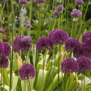 Allium ‘Purple Sensation’ – foto illustrativa della pianta