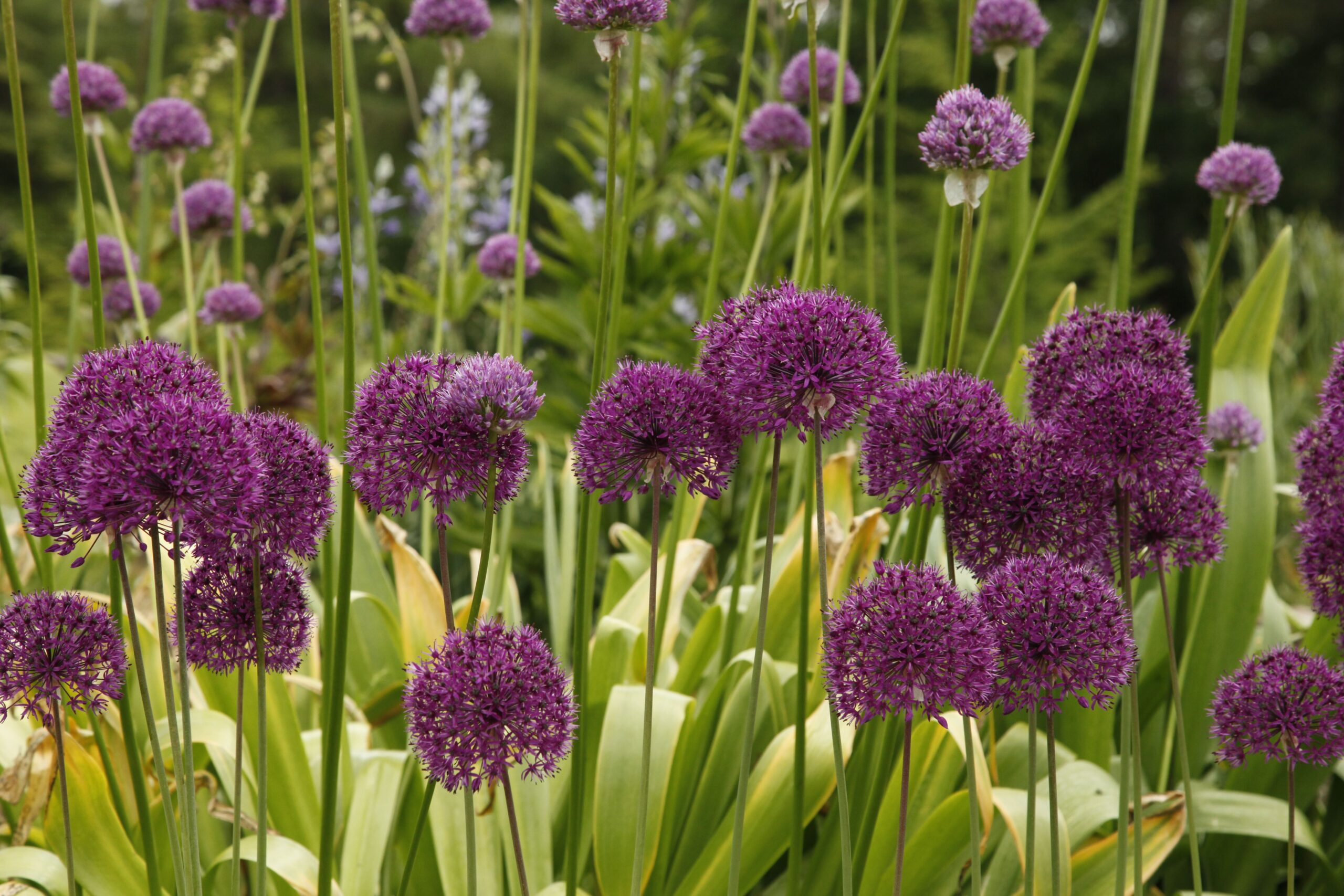 Allium ‘Purple Sensation’ – foto illustrativa della pianta