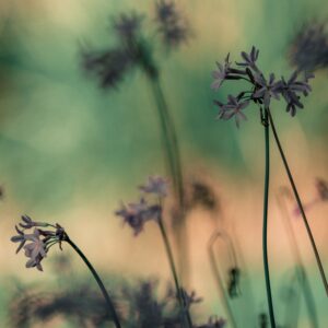 Tulbaghia violacea – foto illustrativa della specie
