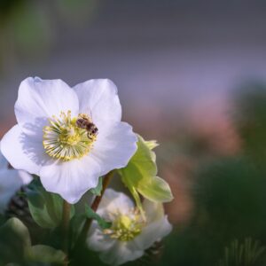 Helleborus niger – foto illustrativa della specie