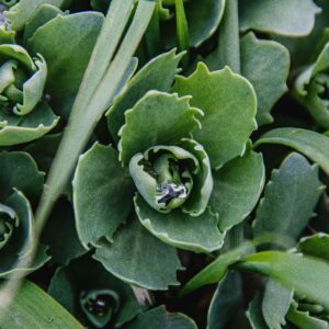 Sedum telephium – foto illustrativa della specie