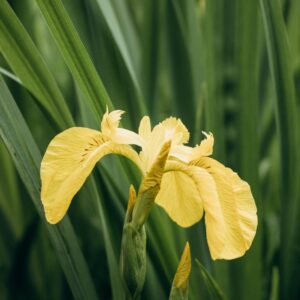Iris pseudacorus – dettaglio della pianta in natura