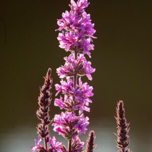 Lythrum salicaria – foto illustrativa della specie