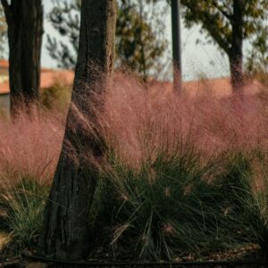 Muhlenbergia capillaris – foto illustrativa della specie