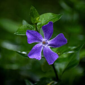 Vinca major – foto illustrativa della specie