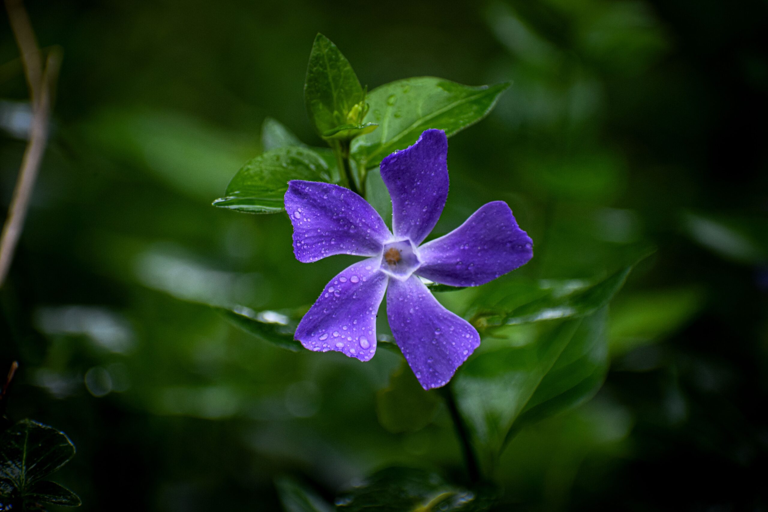 Vinca major – foto illustrativa della specie