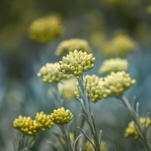 Helichrysum italicum – foto illustrativa della specie