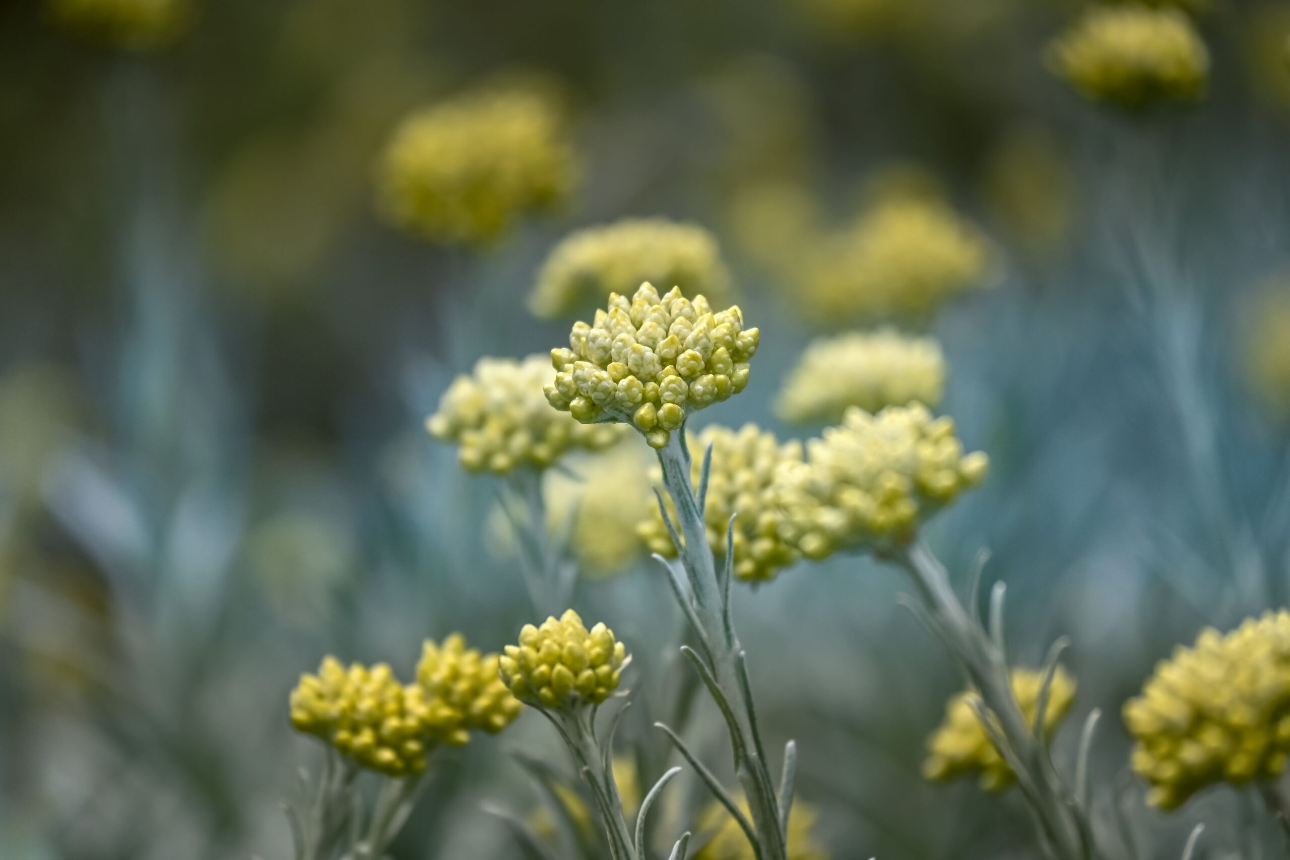 Helichrysum italicum – foto illustrativa della specie