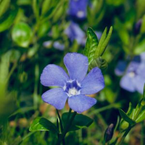 Vinca minor – foto illustrativa della specie