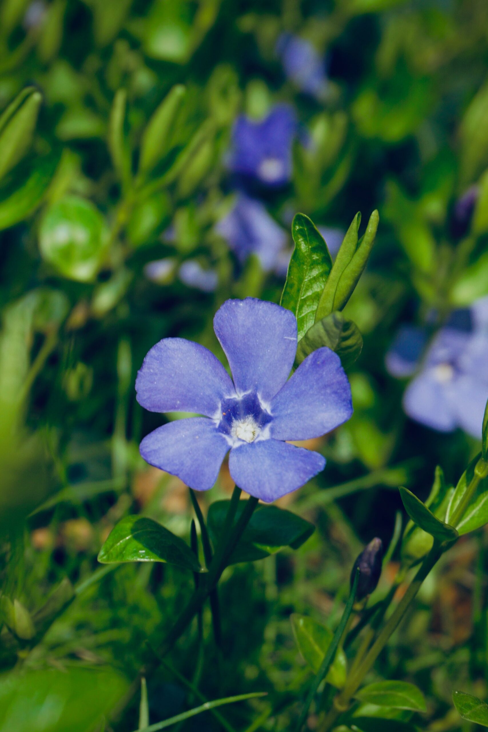 Vinca minor – foto illustrativa della specie