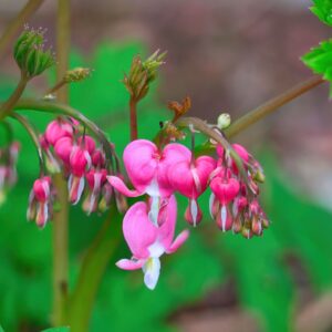 Fiori rosa e bianchi di Dicentra spectabilis