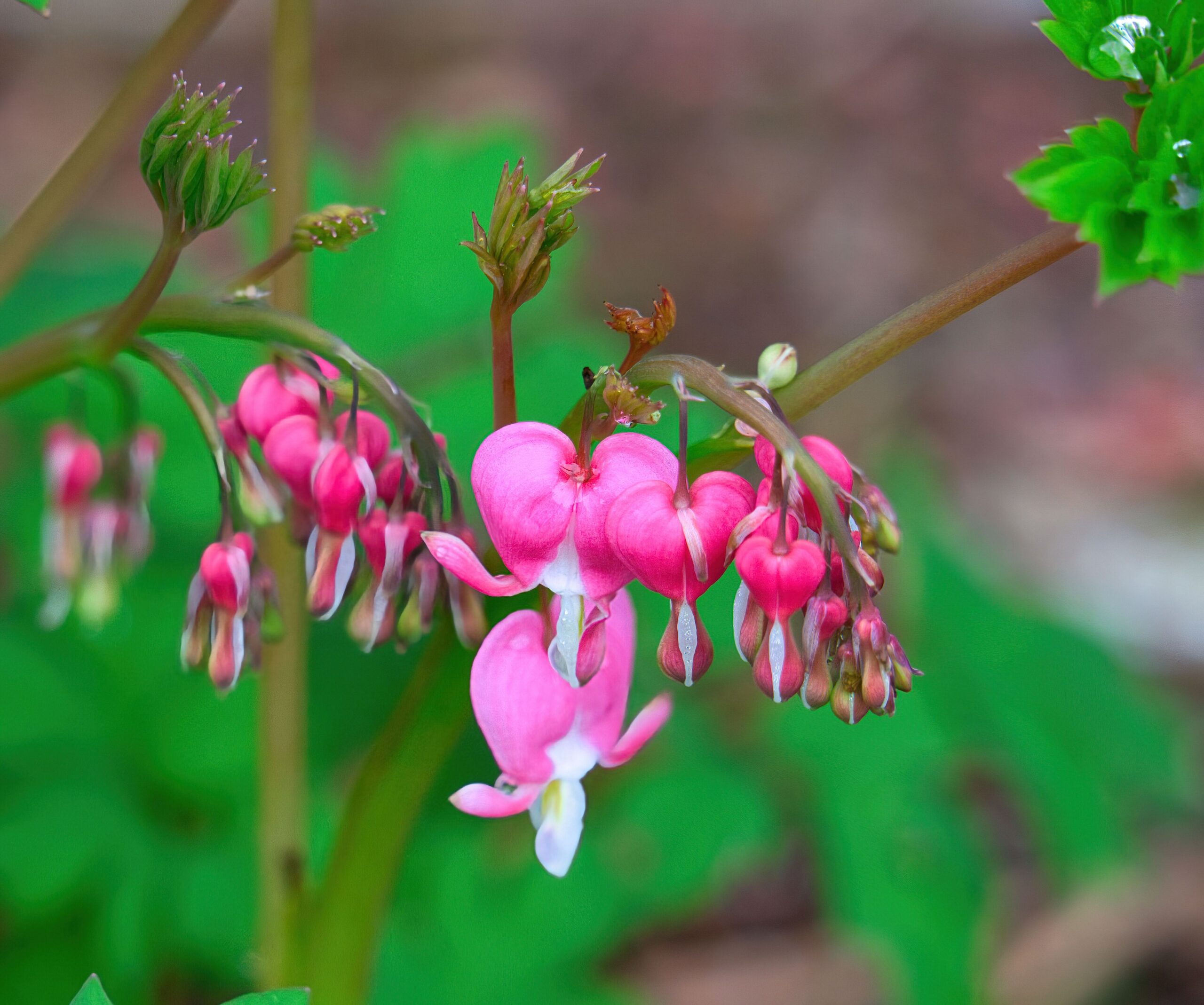 Fiori rosa e bianchi di Dicentra spectabilis