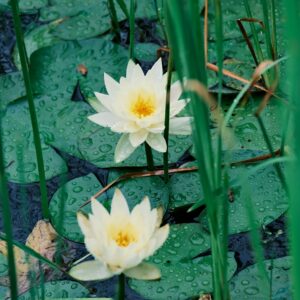 Nymphaea ‘Alba’ – foto illustrativa della specie