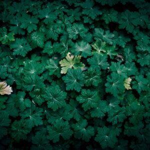 Geranium macrorrhizum – foto illustrativa della specie
