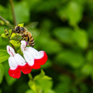 Salvia microphylla ‘Hot Lips’ – foto illustrativa della specie