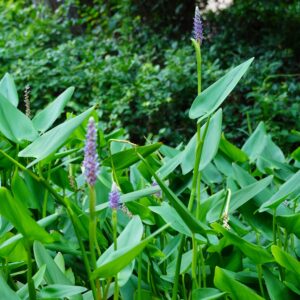 Pontederia cordata – foto illustrativa della specie