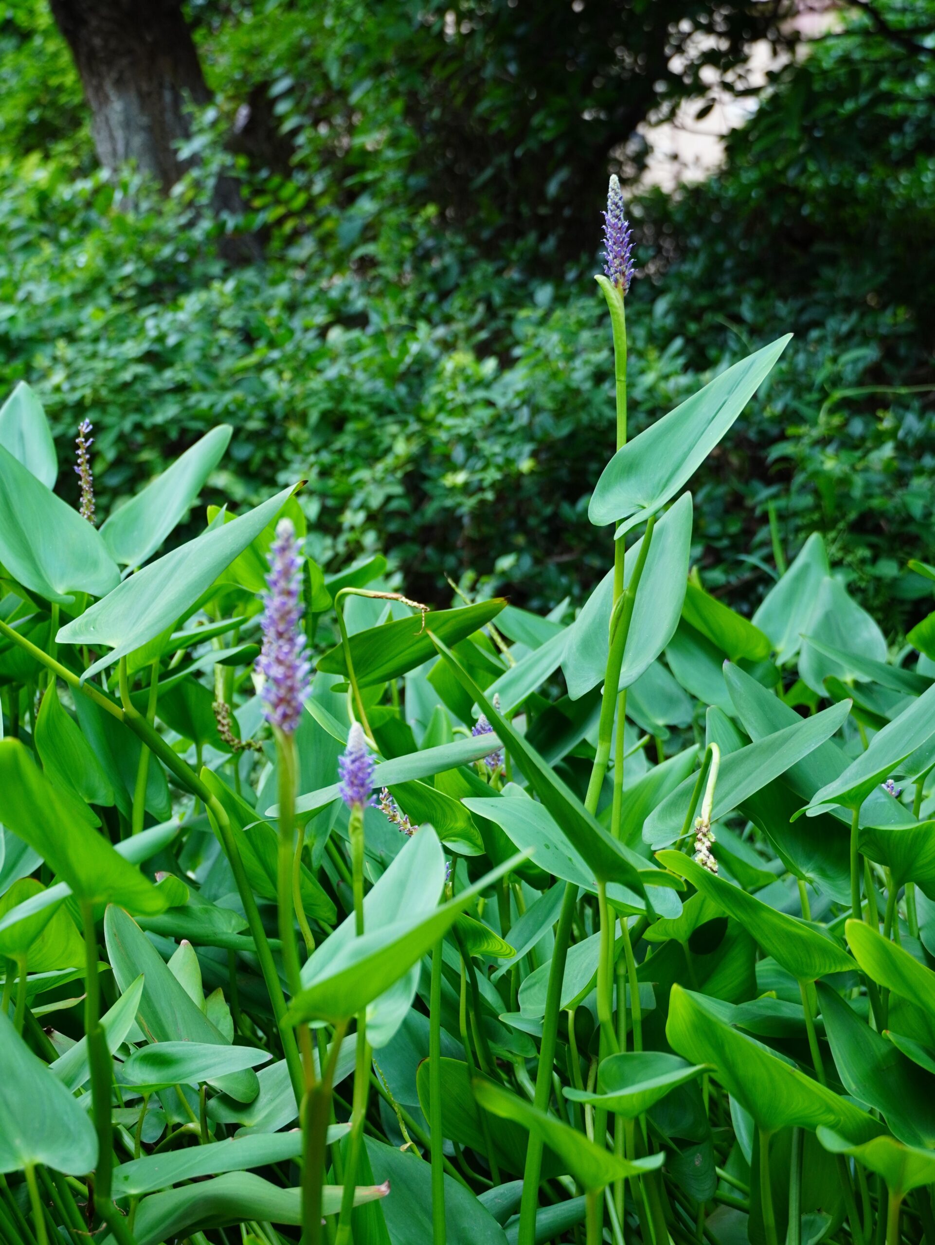 Pontederia cordata – foto illustrativa della specie