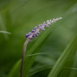 Liriope spicata – foto illustrativa della specie