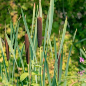 Typha latifolia – foto illustrativa della specie