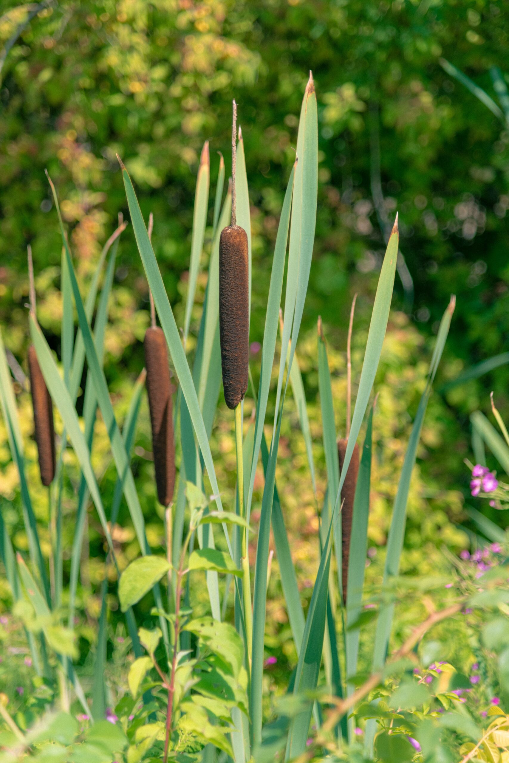 Typha latifolia – foto illustrativa della specie
