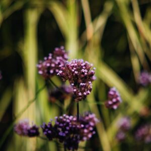 Verbena bonariensis – foto illustrativa della specie