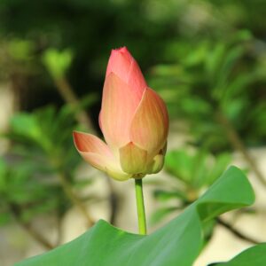Nelumbo specioso ‘Nucifera’ – foto illustrativa della pianta