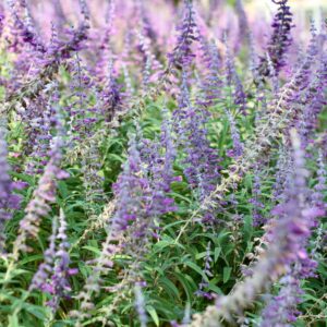 Salvia leucantha – foto illustrativa della specie