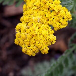 Achillea filipendulina – foto illustrativa della pianta