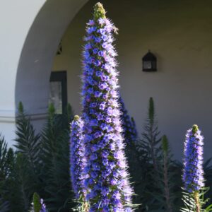 Echium fastuosum – foto illustrativa della specie