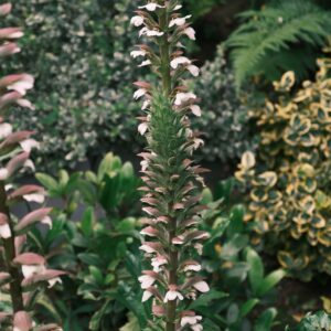 Acanthus mollis – dettaglio della pianta in natura