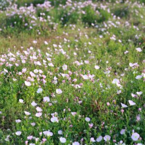 Oenothera speciosa – foto illustrativa della specie