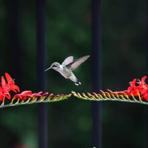 Crocosmia ‘Lucifer’ – foto illustrativa della pianta