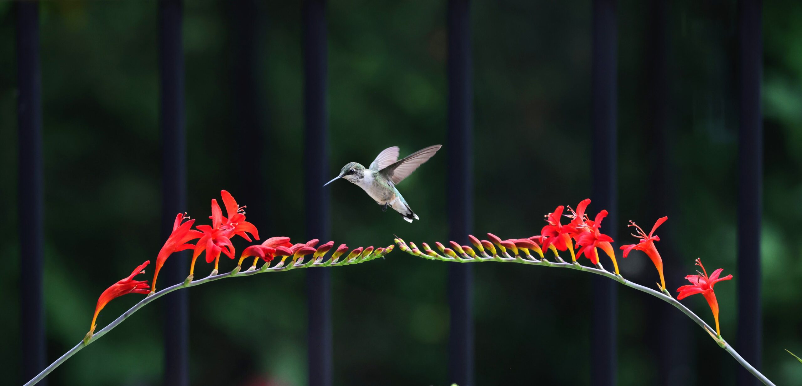 Crocosmia ‘Lucifer’ – foto illustrativa della pianta