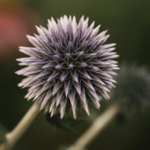 Echinops ritro – foto illustrativa della specie