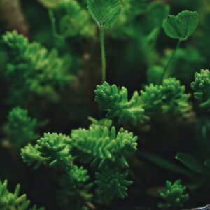 Sedum sexangulare – foto illustrativa della specie