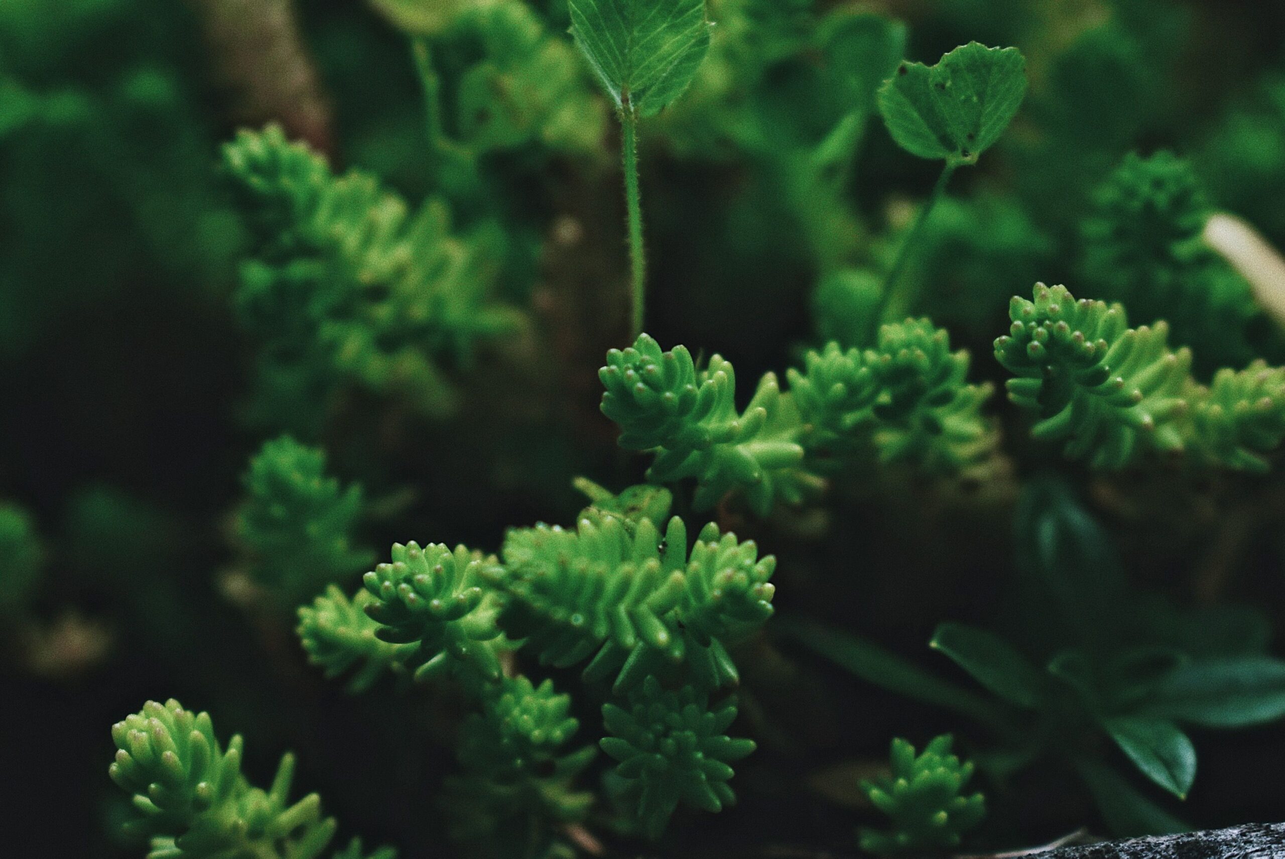 Sedum sexangulare – foto illustrativa della specie