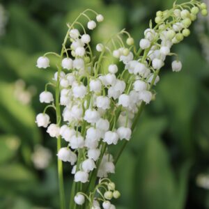Fiori bianchi di Convallaria majalis (mughetto)