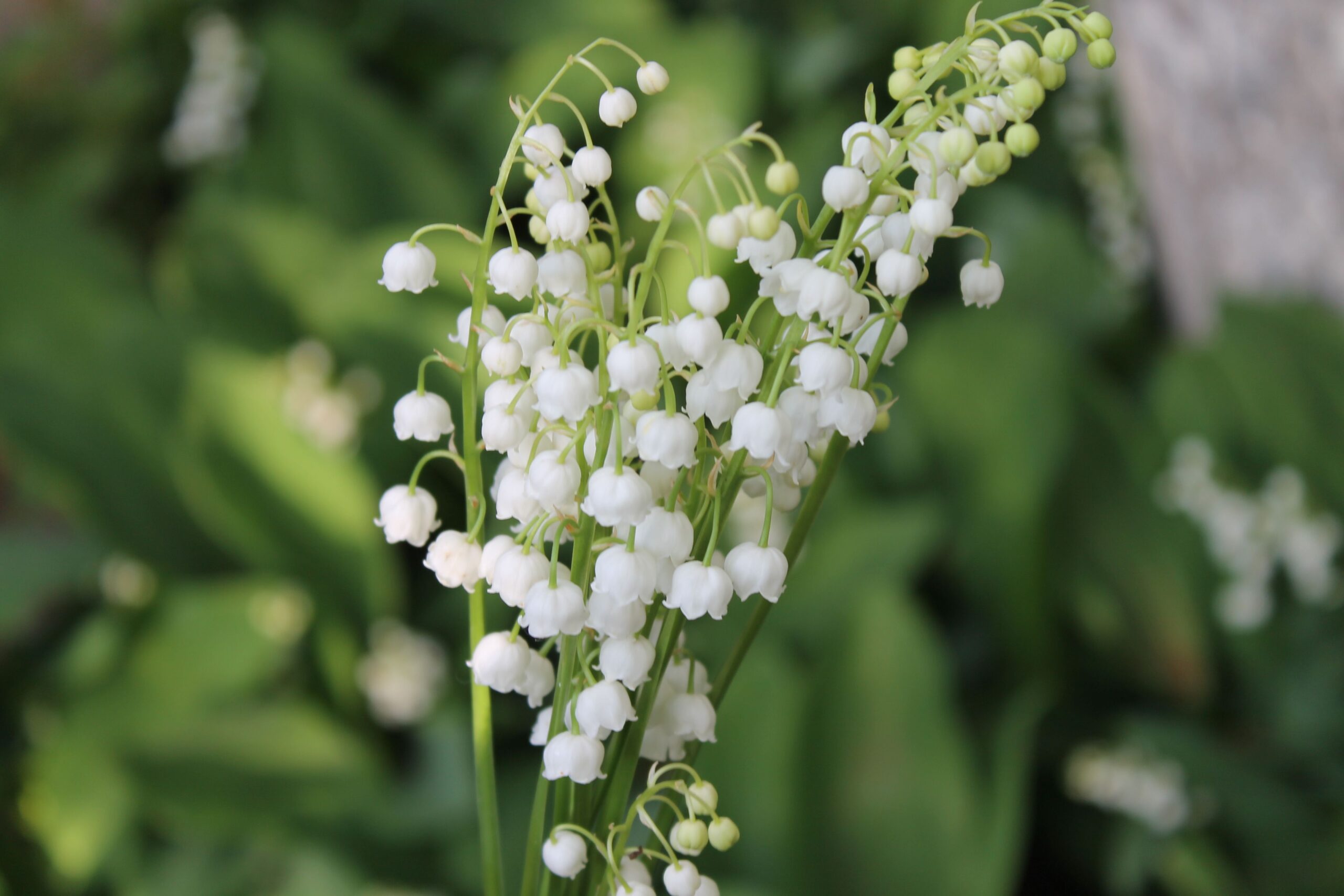 Fiori bianchi di Convallaria majalis (mughetto)