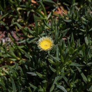 Carpobrotus edulis – foto illustrativa della specie