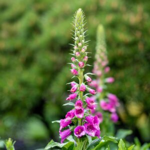 Digitalis purpurea – dettaglio della pianta in natura