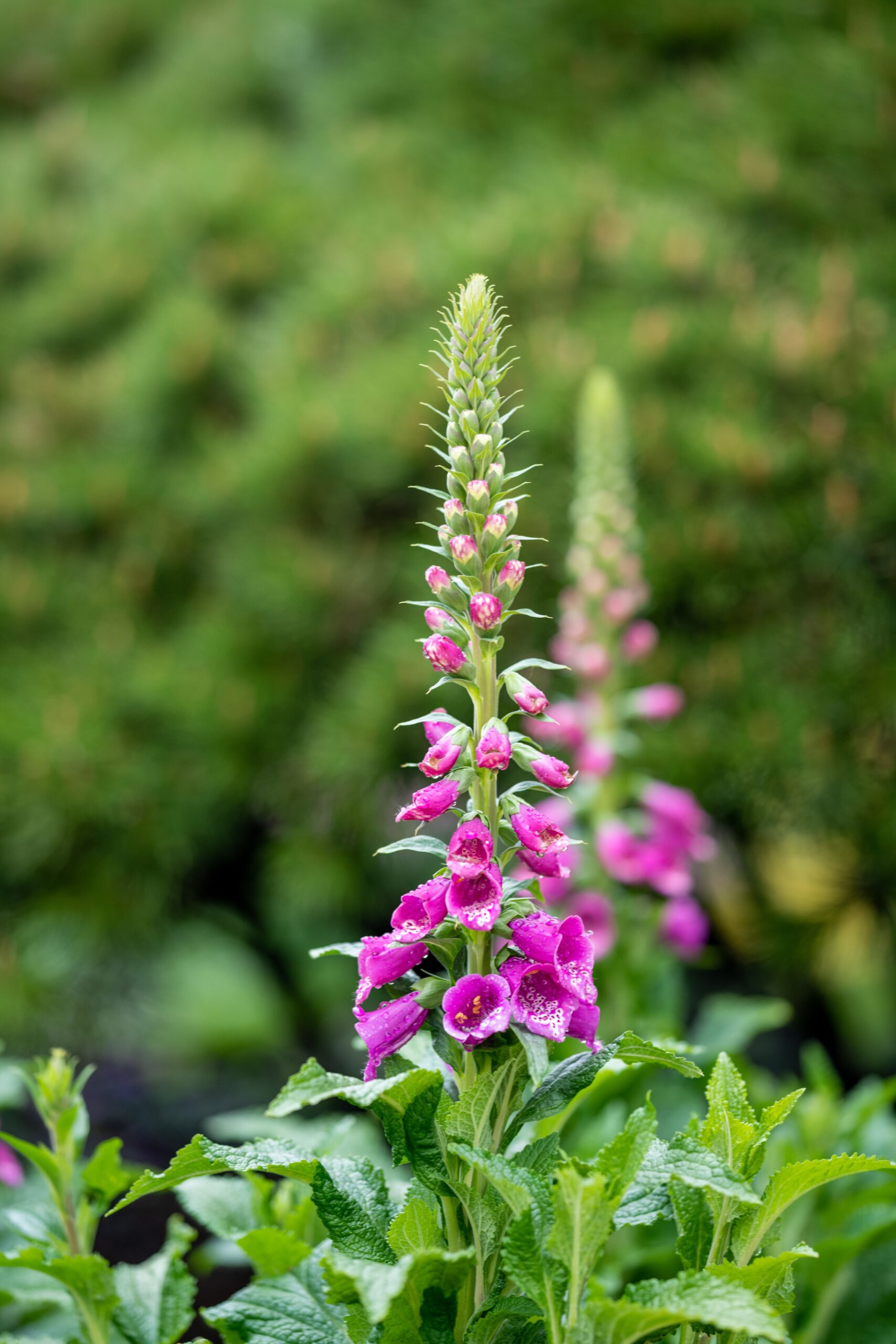 Digitalis purpurea – dettaglio della pianta in natura