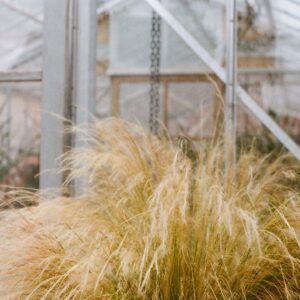 Stipa tenuissima – foto illustrativa della specie