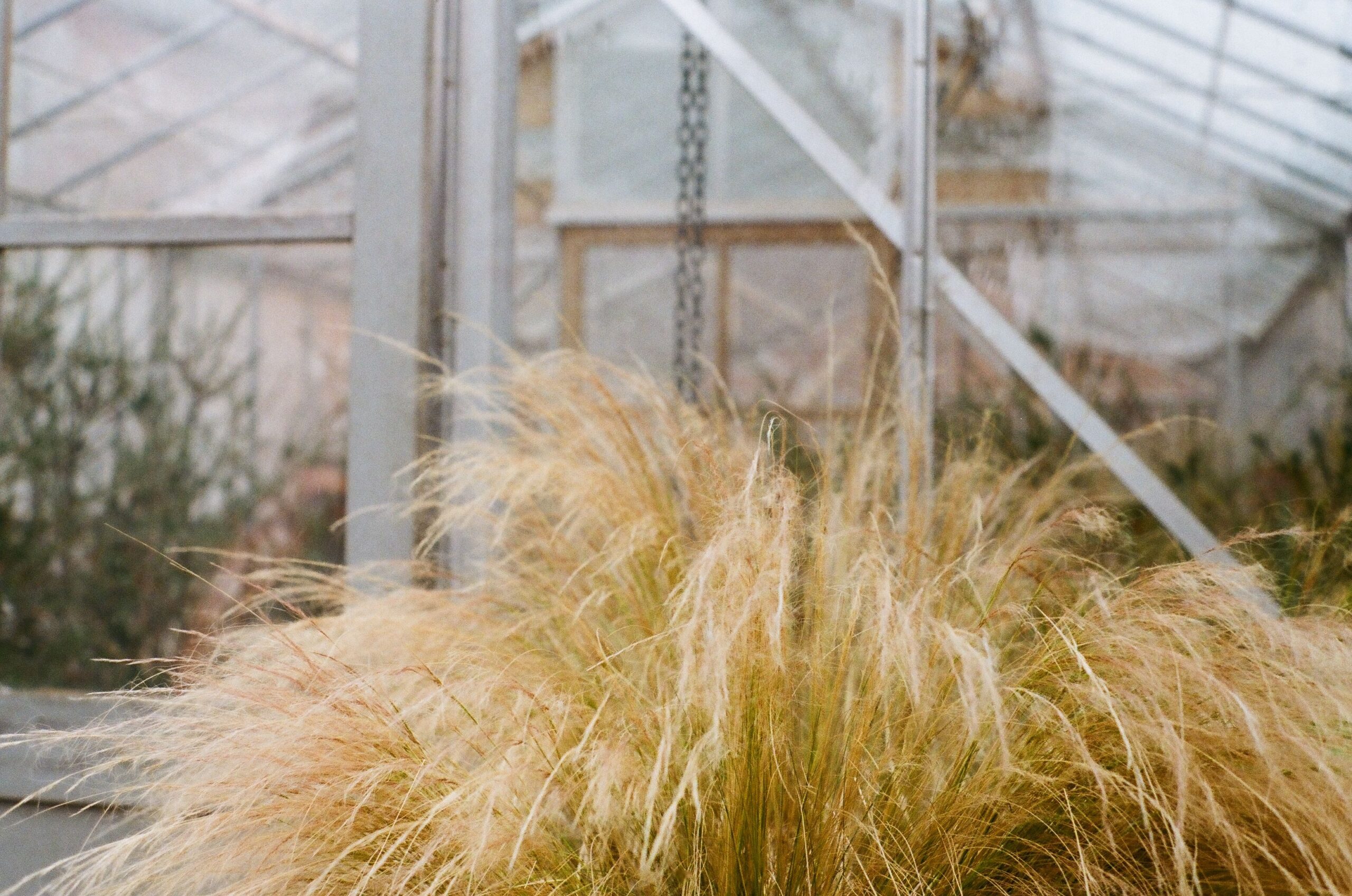 Stipa tenuissima – foto illustrativa della specie