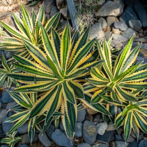 Agave lophantha ‘Quadricolor’ – foto illustrativa della specie