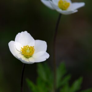 Anemone sylvestris – foto illustrativa della pianta