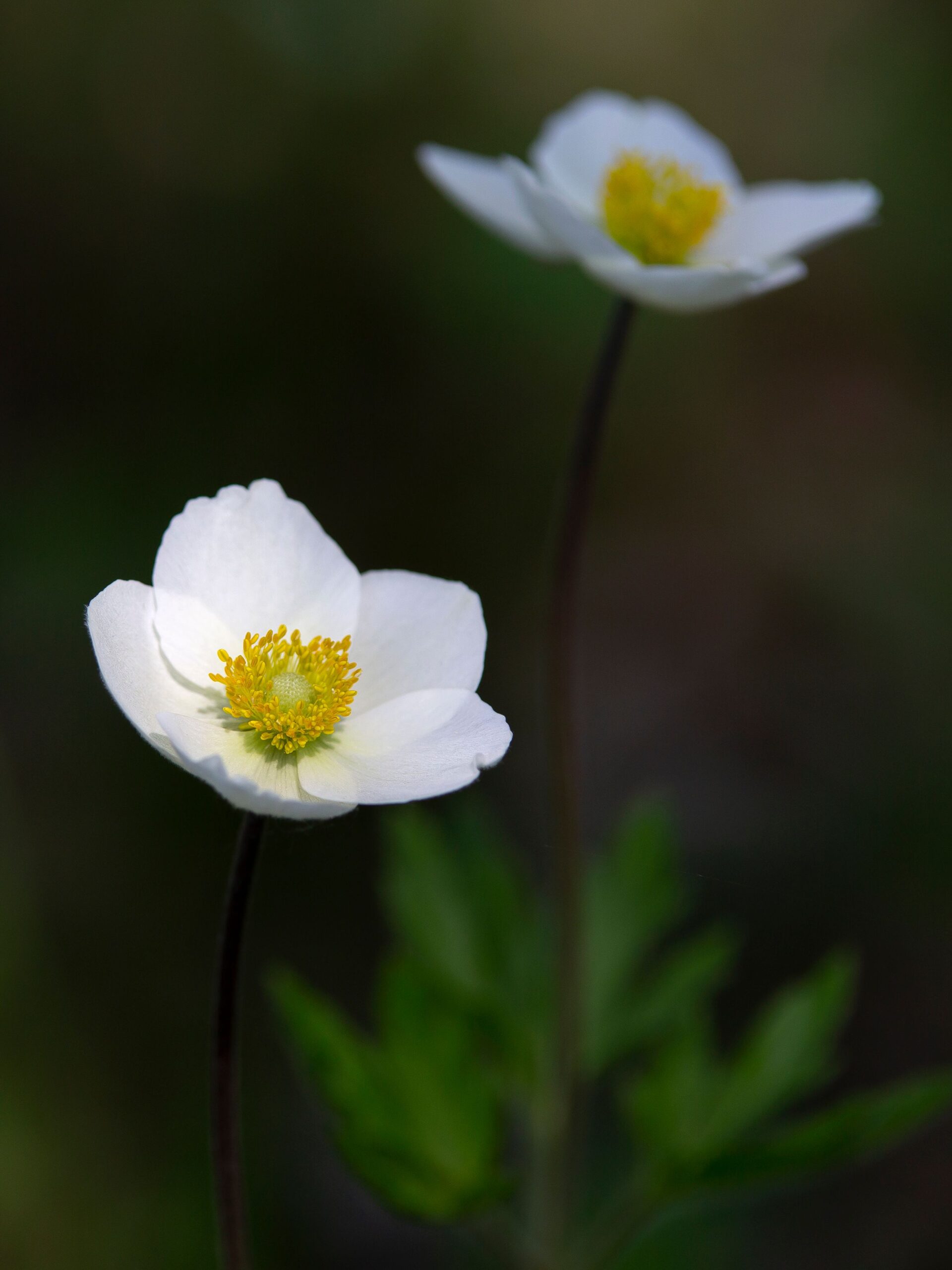 Anemone sylvestris – foto illustrativa della pianta