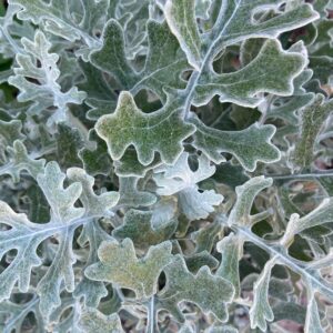 Senecio maritima ‘Silverdust’ – foto illustrativa della pianta