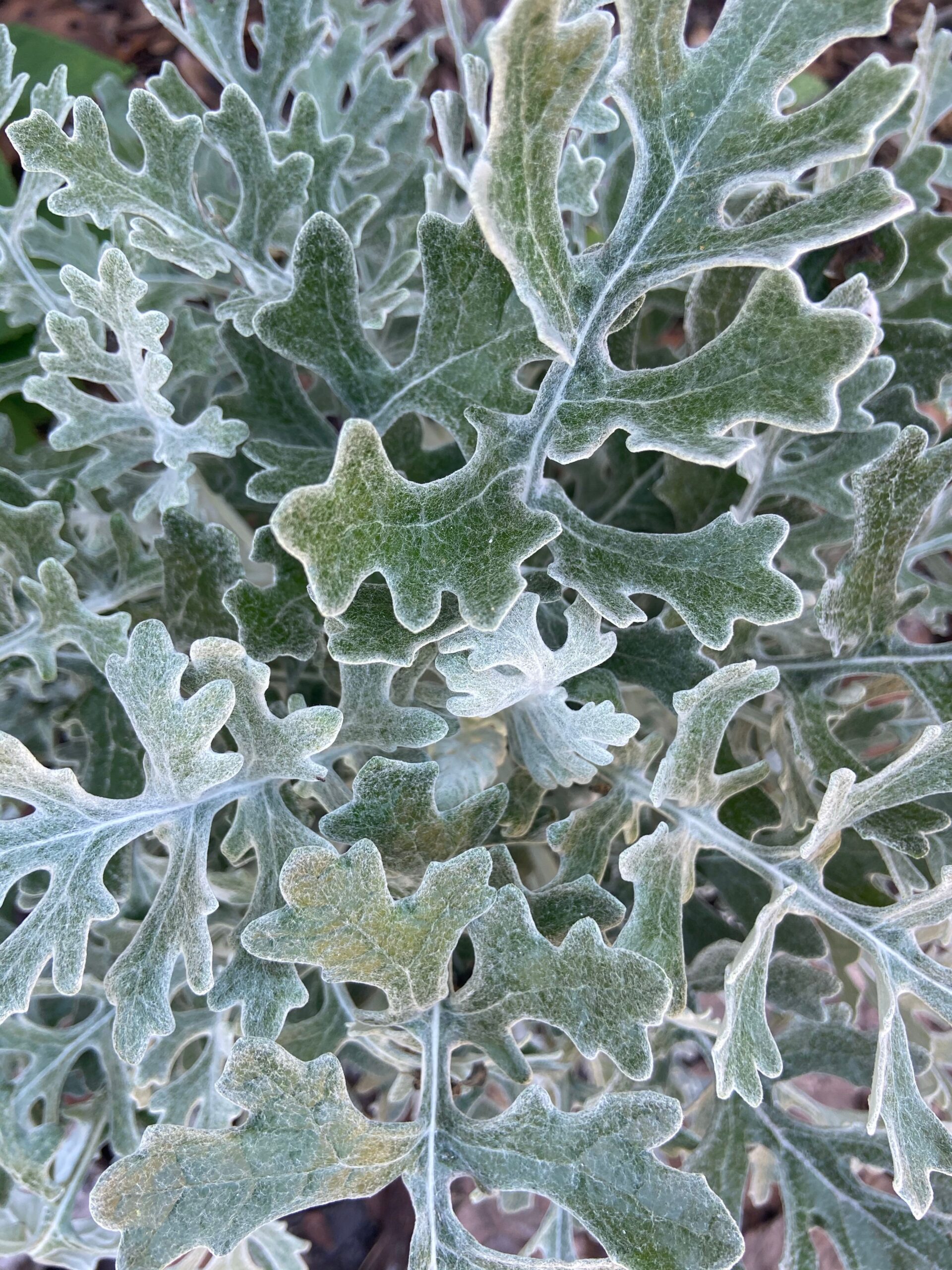 Senecio maritima ‘Silverdust’ – foto illustrativa della pianta
