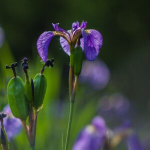 Iris versicolor – foto illustrativa della pianta